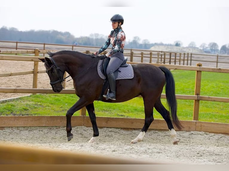KWPN Jument 14 Ans 167 cm Noir in Klazienaveen