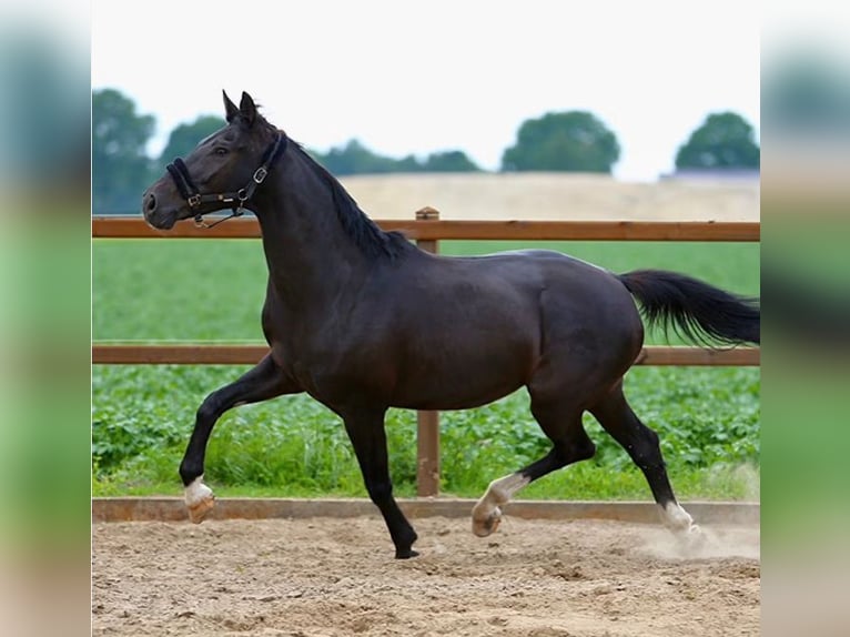 KWPN Jument 14 Ans 167 cm Noir in Klazienaveen