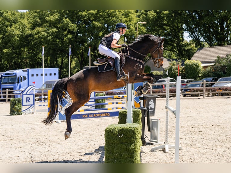 KWPN Jument 14 Ans 168 cm Bai in Dongen