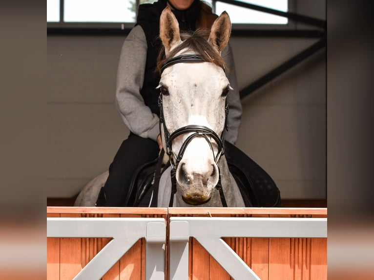 KWPN Croisé Jument 14 Ans 168 cm Gris pommelé in Lääne-Virumaa