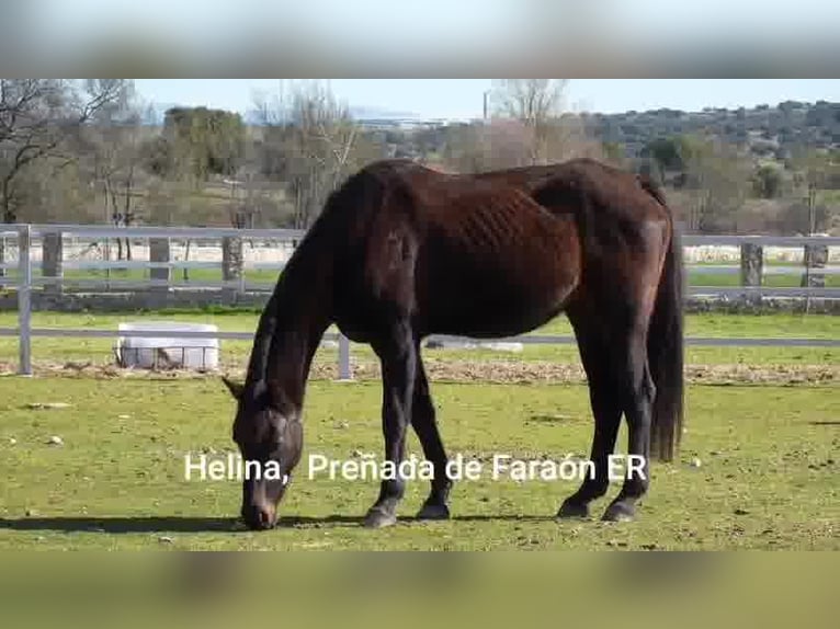 KWPN Jument 14 Ans 169 cm Bai brun in colmenar viejo