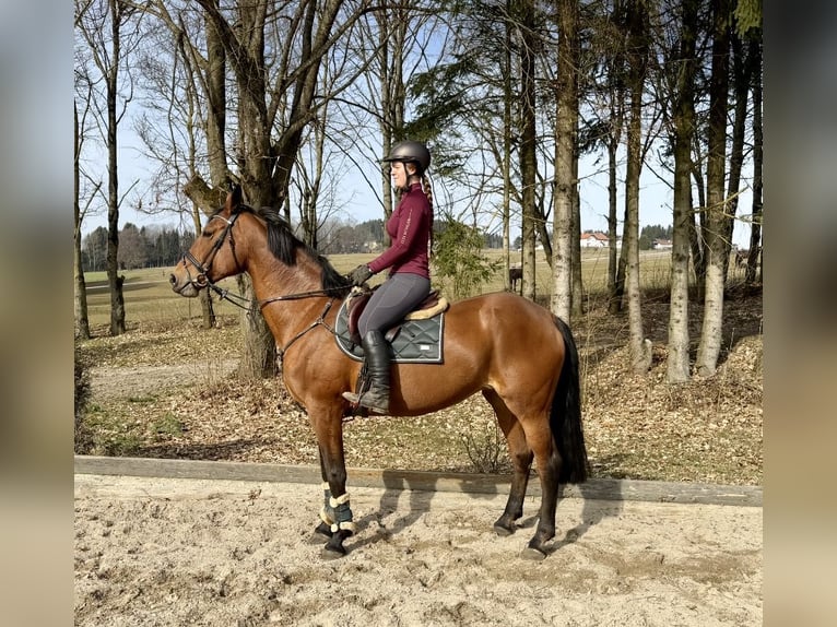 KWPN Jument 14 Ans 169 cm Bai in Pelmberg