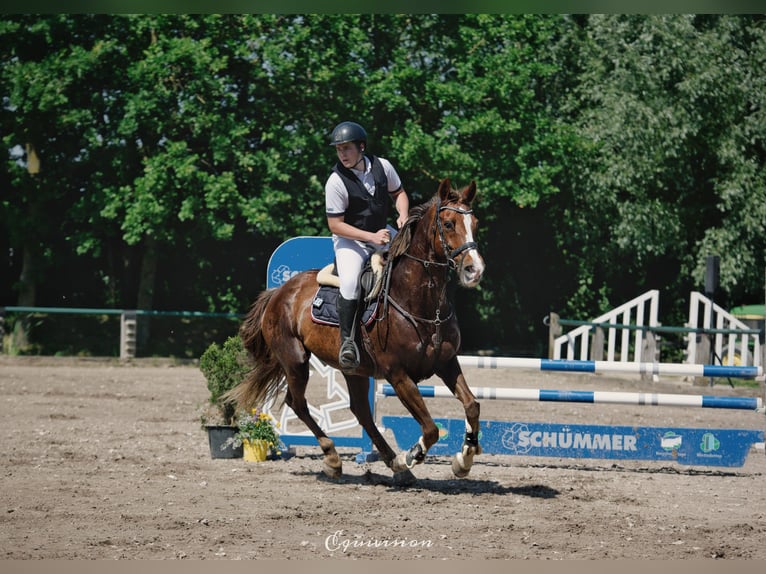 KWPN Jument 14 Ans 170 cm Alezan brûlé in Aachen