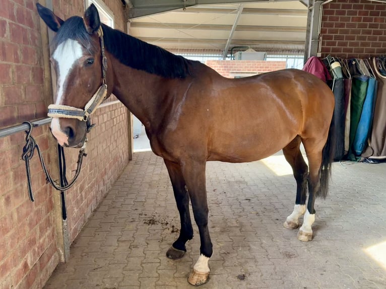 KWPN Jument 14 Ans 170 cm Bai brun in Erkelenz
