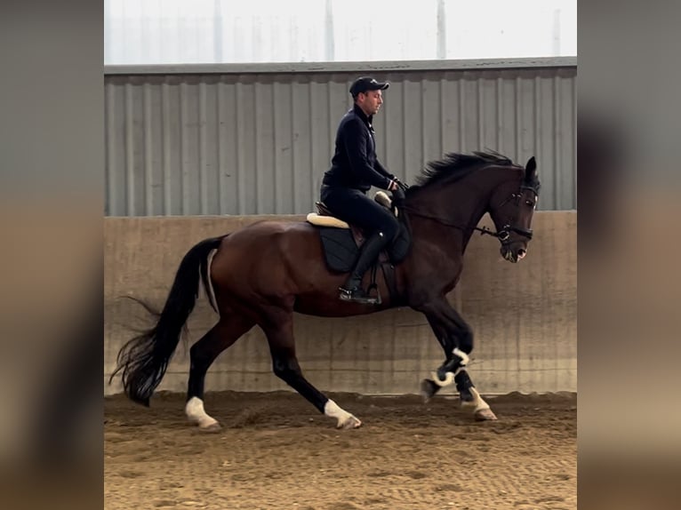 KWPN Jument 14 Ans 170 cm Bai brun in Erkelenz