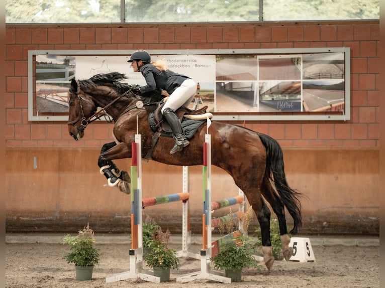 KWPN Jument 14 Ans 170 cm Bai brun in Erkelenz
