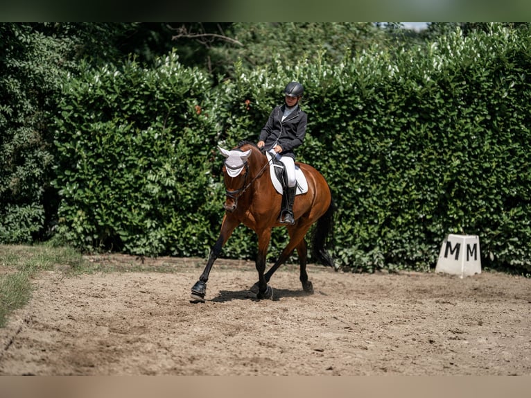 KWPN Jument 14 Ans 170 cm Bai in Rheurdt