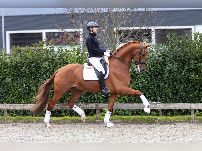 KWPN Jument 14 Ans 173 cm Noir in Zevenhoven