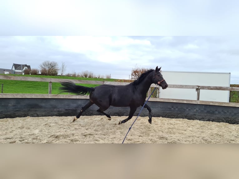 KWPN Jument 14 Ans 173 cm Noir in Zevenhoven