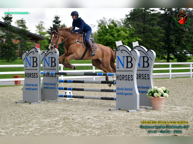 KWPN Jument 14 Ans 175 cm Alezan in Como
