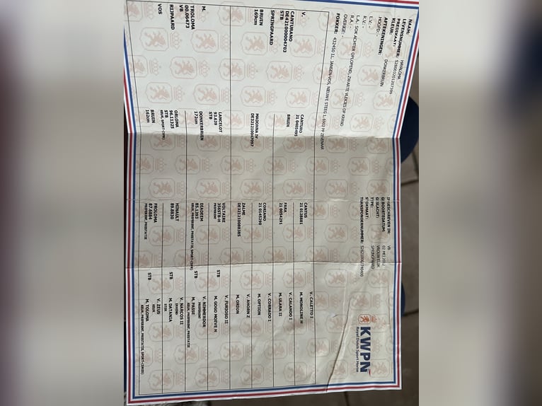 KWPN Jument 14 Ans 175 cm Bai in Markelo