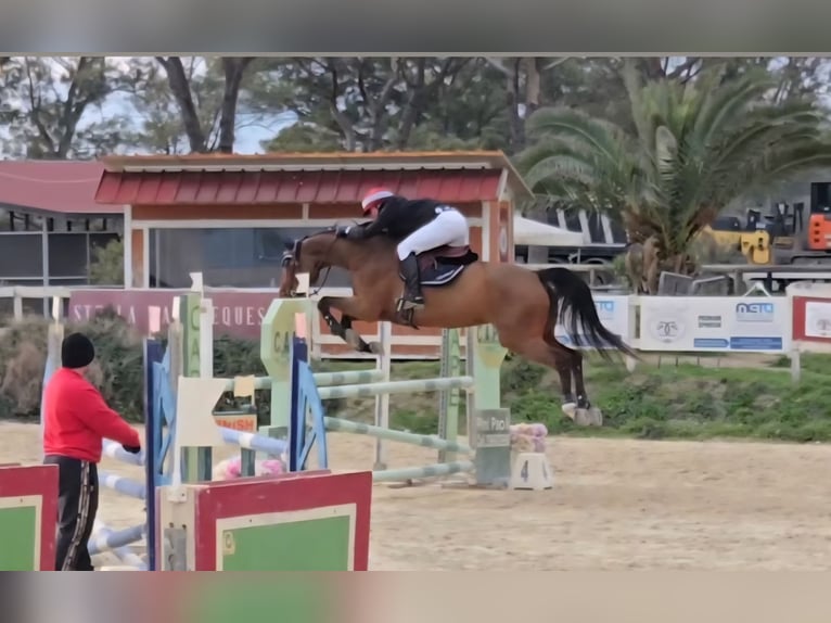 KWPN Jument 14 Ans Bai brun in ROMA