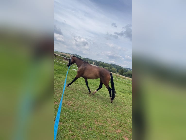 KWPN Jument 15 Ans 162 cm Bai brun in Korbach