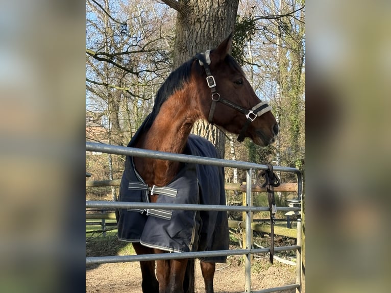 KWPN Jument 15 Ans 163 cm Bai brun in Alsdorf6