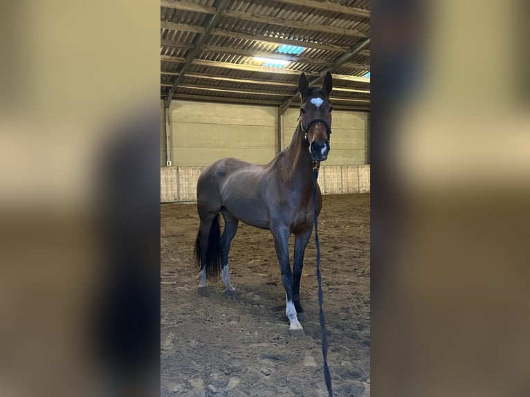 KWPN Jument 15 Ans 163 cm Bai in Zutendaal