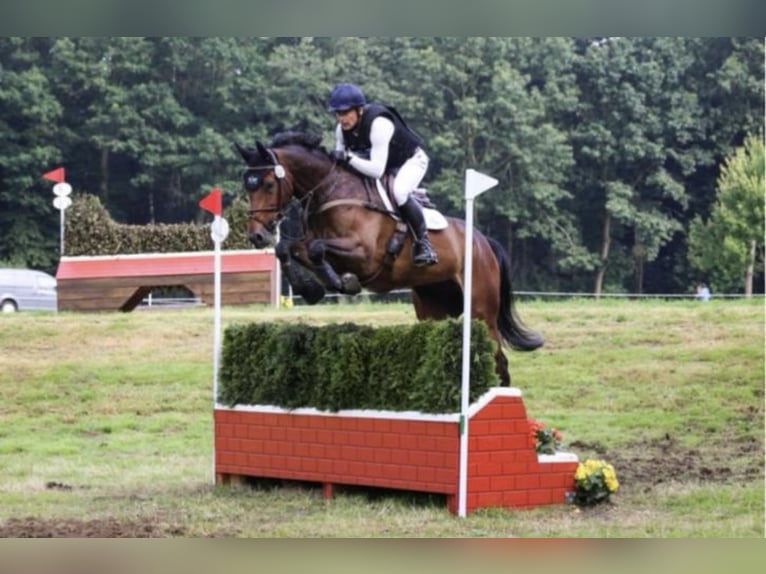KWPN Jument 15 Ans 163 cm Bai in Terwolde