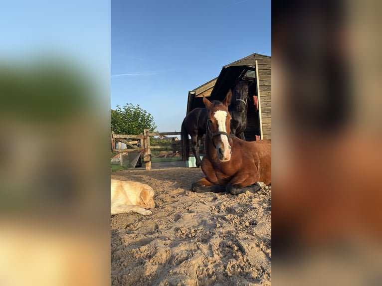 KWPN Jument 15 Ans 163 cm Bai in Terwolde