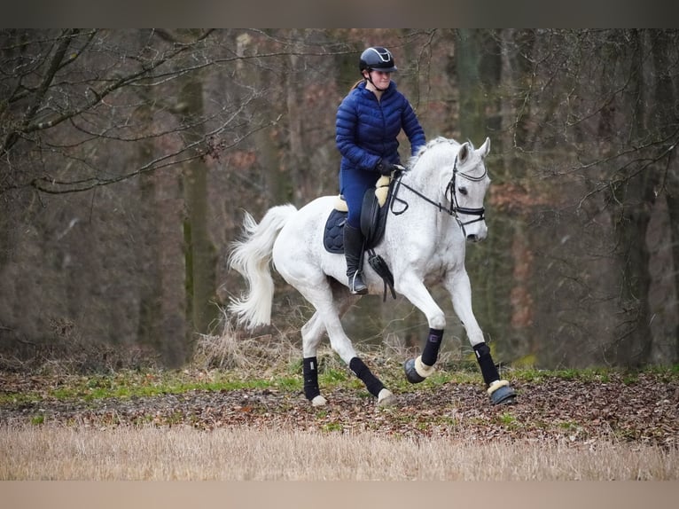 KWPN Jument 15 Ans 164 cm Gris moucheté in Nettersheim