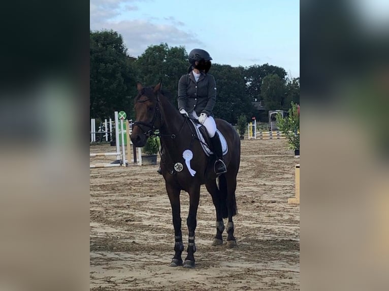 KWPN Jument 15 Ans 165 cm Bai brun in Wetter (Ruhr)