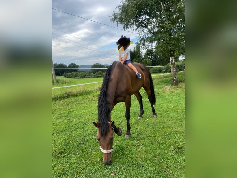 KWPN Jument 15 Ans 165 cm Bai brun in Wetter (Ruhr)