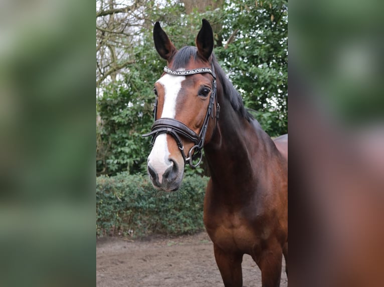 KWPN Jument 15 Ans 165 cm Bai in Capelle aan den IJssel