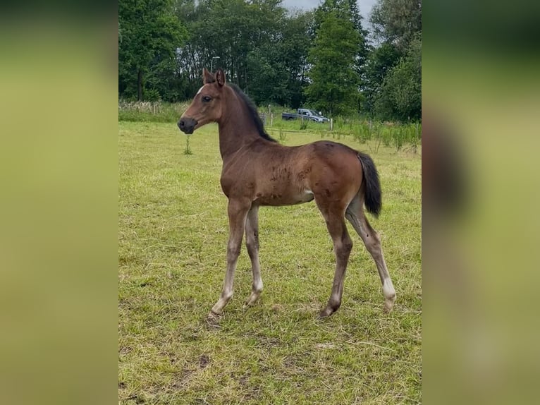 KWPN Jument 15 Ans 166 cm Bai brun in Horst