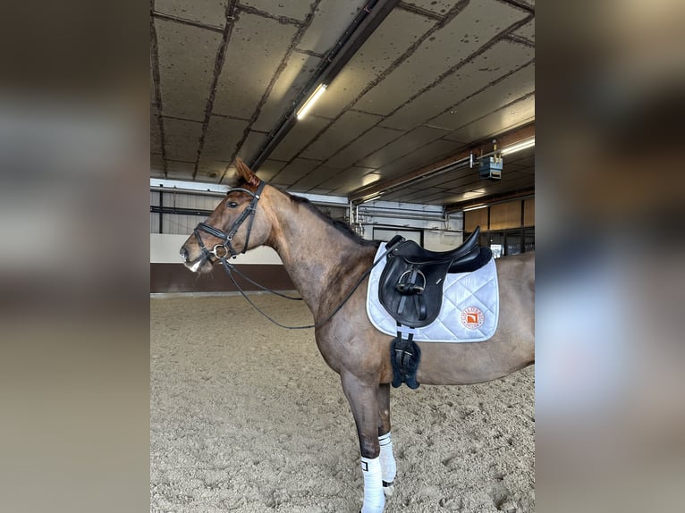 KWPN Jument 15 Ans 167 cm Alezan in Norderstedt