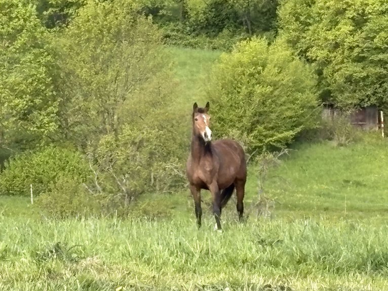 KWPN Jument 15 Ans 168 cm Bai in Heistenbach