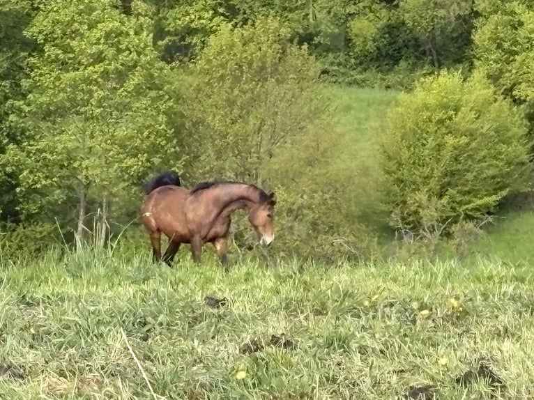 KWPN Jument 15 Ans 168 cm Bai in Heistenbach