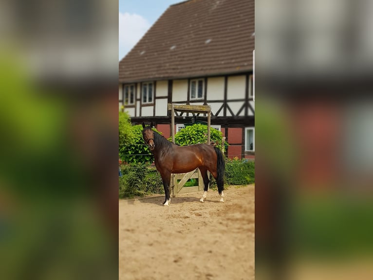 KWPN Jument 15 Ans 168 cm Bai in Heuerßen Kobbensen