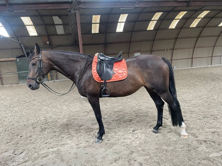 KWPN Jument 15 Ans 169 cm Bai in Middelstum