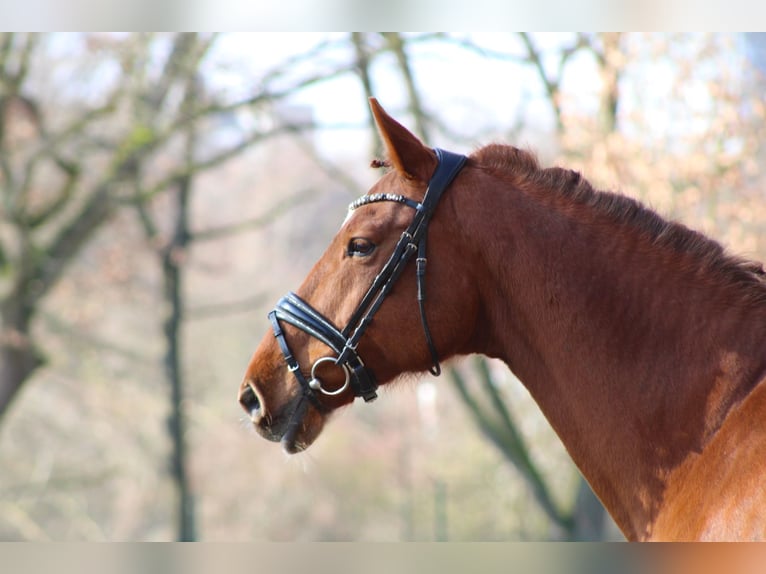 KWPN Jument 15 Ans 170 cm Alezan in Darmstadt