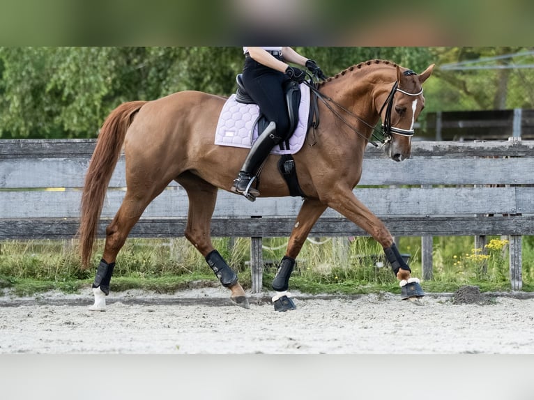 KWPN Jument 15 Ans 172 cm Alezan in Rotterdam