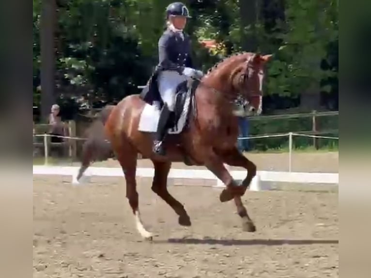 KWPN Jument 15 Ans 172 cm Alezan in Zelhem