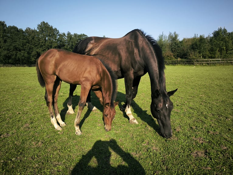 KWPN Jument 15 Ans 174 cm Noir in Lontzen