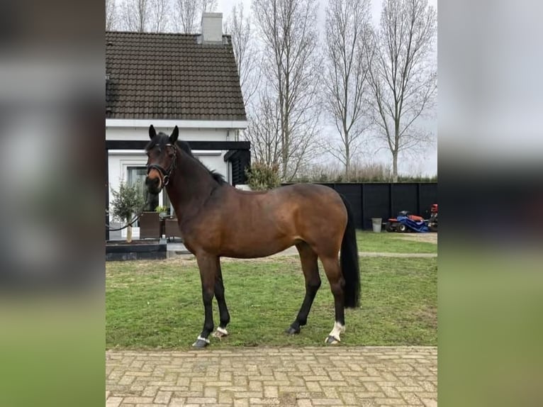 KWPN Croisé Jument 16 Ans 160 cm Bai brun in Gemonde