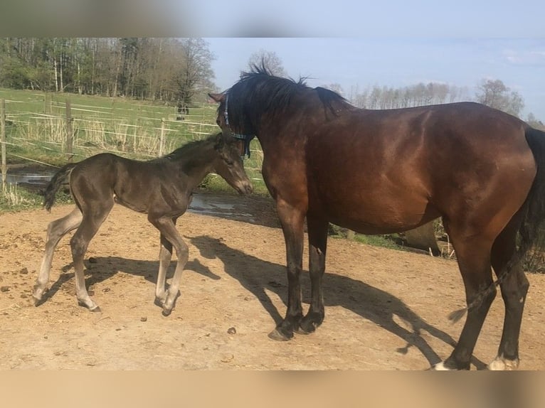 KWPN Jument 16 Ans 160 cm Bai cerise in Mellerud