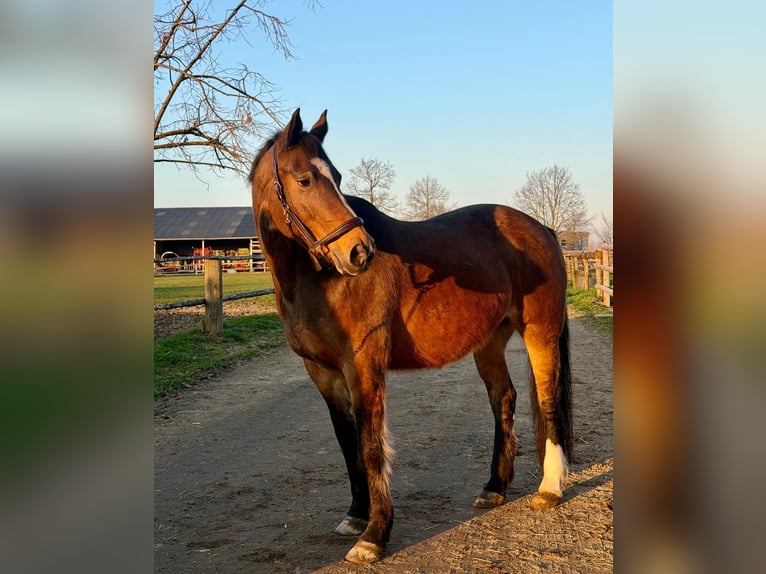 KWPN Jument 16 Ans 160 cm Bai in Grevenbroich