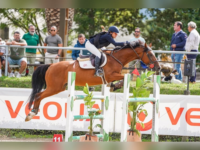 KWPN Jument 16 Ans 163 cm Bai in Moraleja Del Vino