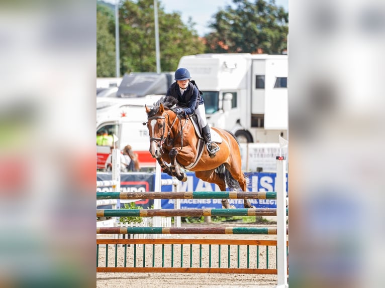 KWPN Jument 16 Ans 163 cm Bai in Zamora