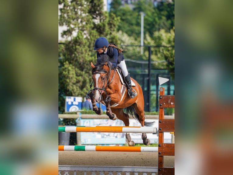 KWPN Jument 16 Ans 163 cm Bai in Zamora