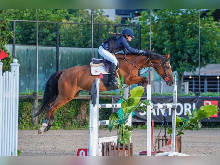KWPN Jument 16 Ans 163 cm Bai in Zamora