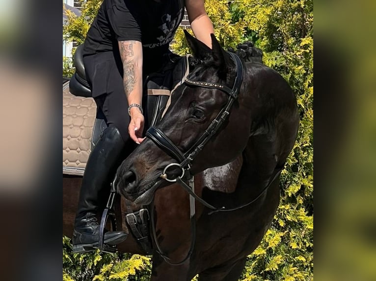 KWPN Jument 16 Ans 163 cm  in Nettetal