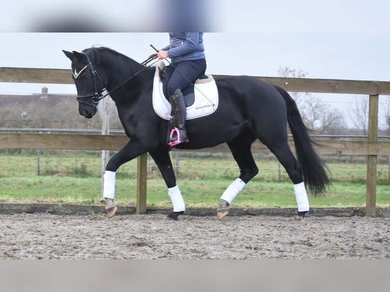 KWPN Jument 16 Ans 163 cm Noir in Achtmaal