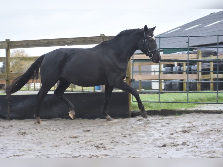 KWPN Jument 16 Ans 163 cm Noir in Achtmaal