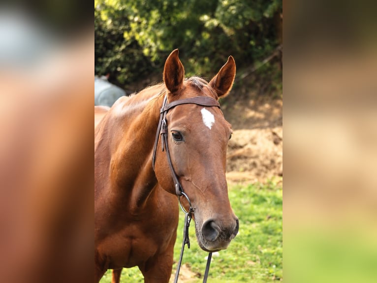 KWPN Jument 16 Ans 165 cm Alezan brûlé in Graben