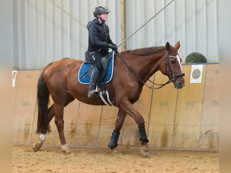 KWPN Jument 16 Ans 165 cm Alezan in Neustadt (Wied)