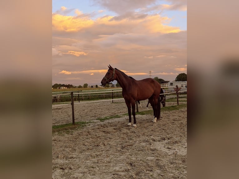 KWPN Jument 16 Ans 165 cm Bai brun in Elst