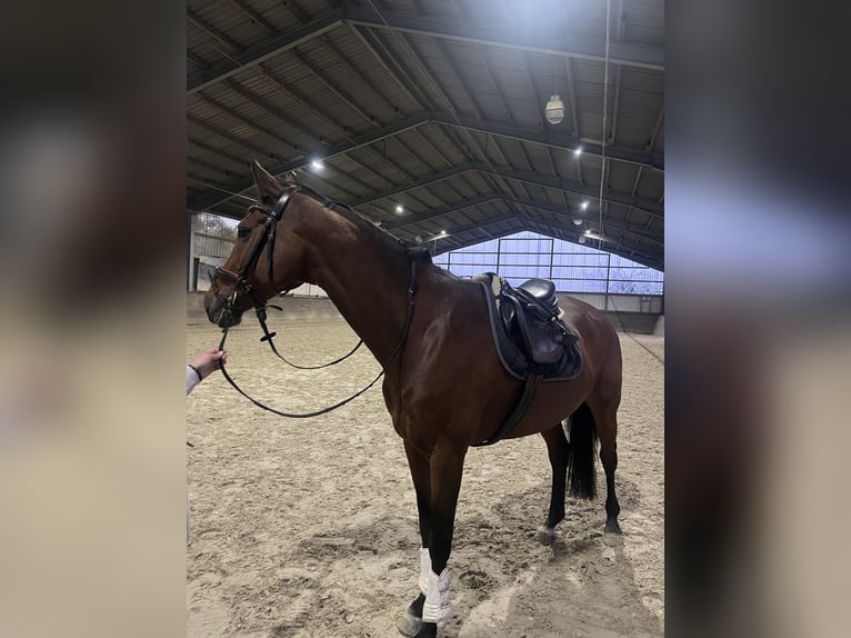 KWPN Jument 16 Ans 165 cm Bai in Much