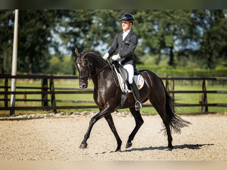 KWPN Jument 16 Ans 166 cm Noir in IJsselmuiden